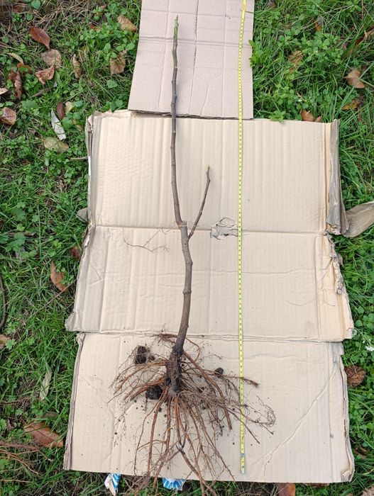 Інжир Поморійський 6 , Брунсвік / Саженці  /Инжир Поморийский6