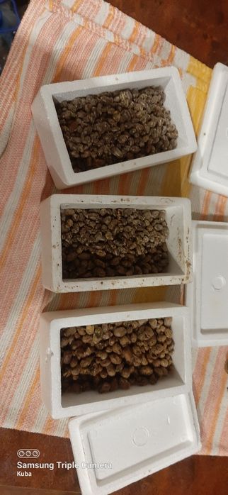 Kokony murarki ogrodowej