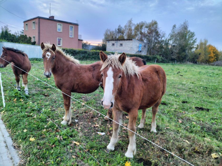 Zrębice w typie sztumskim 6mc.Bardzo dobre rodowody po og Ayron
