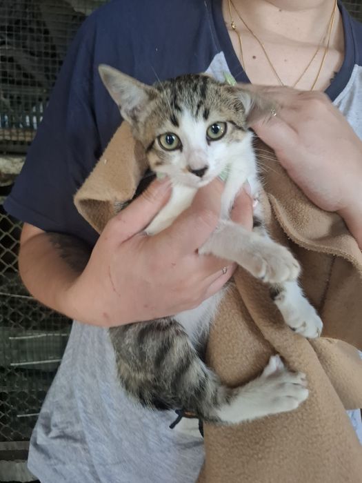 Gatinhos de 2 meses e meio