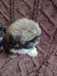 Maluszki shih tzu