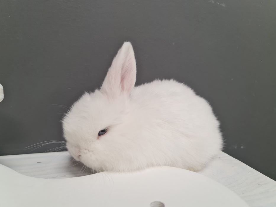 Mini lop królik króliczek miniaturka baranek hodowla transport