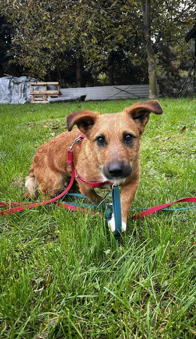 Rudi w typie jamnika.