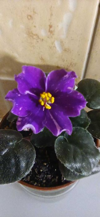Сортова фіалка продам.