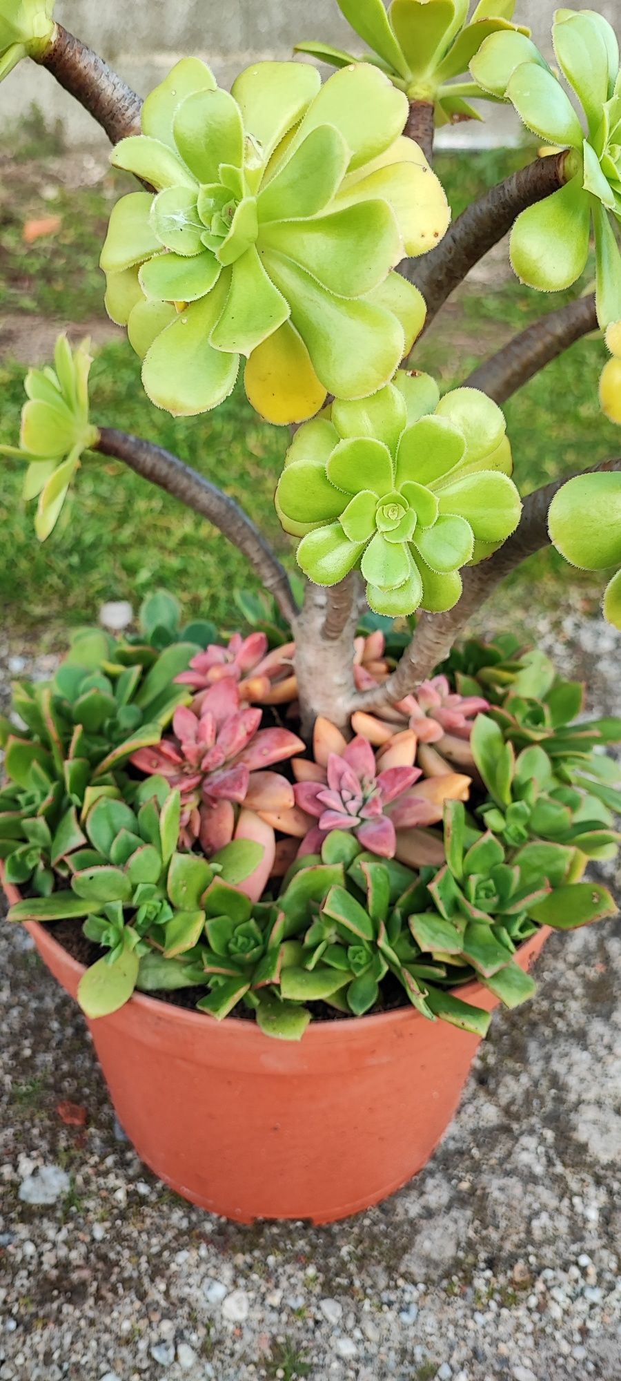 Planta suculenta