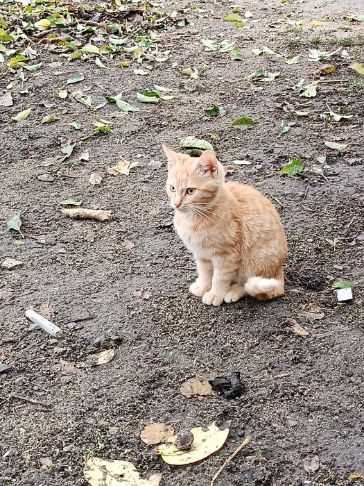 Кошенята - 2 КОТИКИ в добрі руки