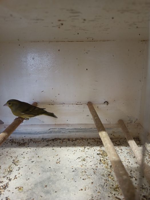 Kanarek samiec bastard