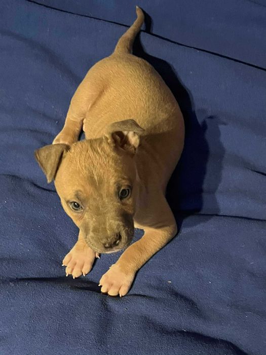 Amstaff mądry samiec