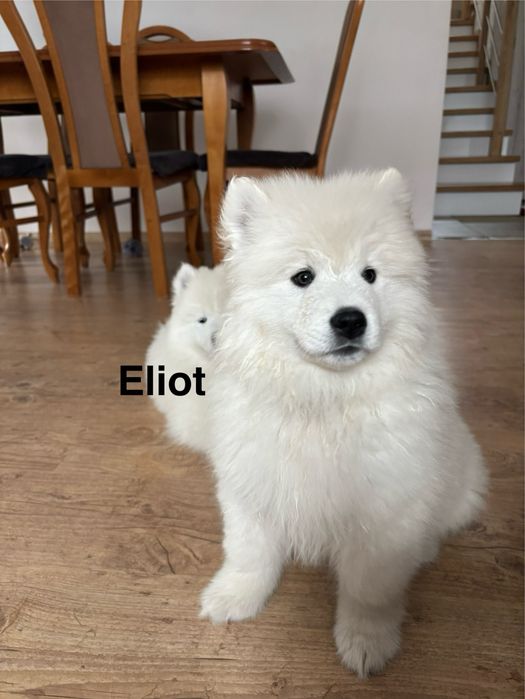 Piesek Eliot Samoyed