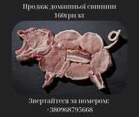 Продам свинину ціна договірна