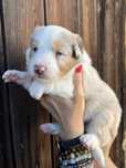 Border collie sunia red merle tricolor
