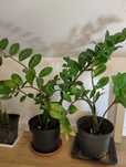 Zamiokulkas roślina zamioculcas sadzonki
