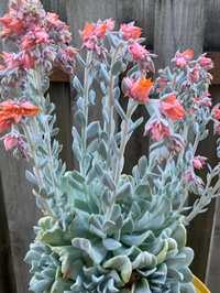 Сукулент Ехеверія Топсі Турві Echeveria Topsy Turvy кімнатна колекційн