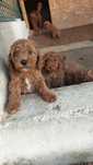 Caniche vermelho