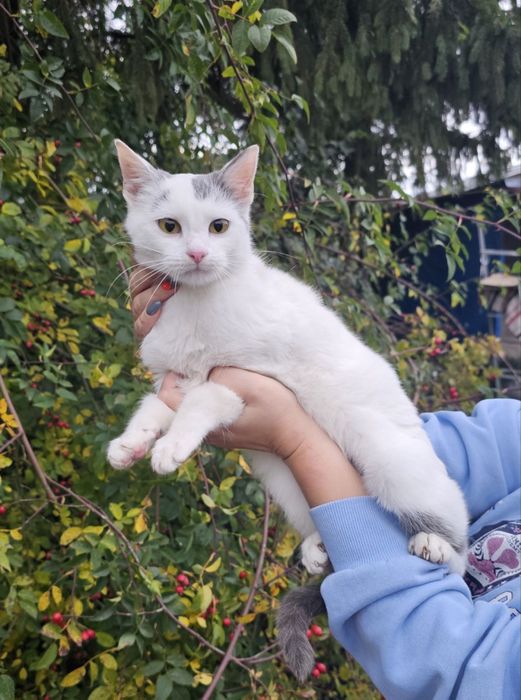 Кішечка віком 7 місяців