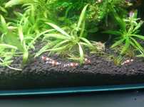 Krewetki cardina Crystal Red
