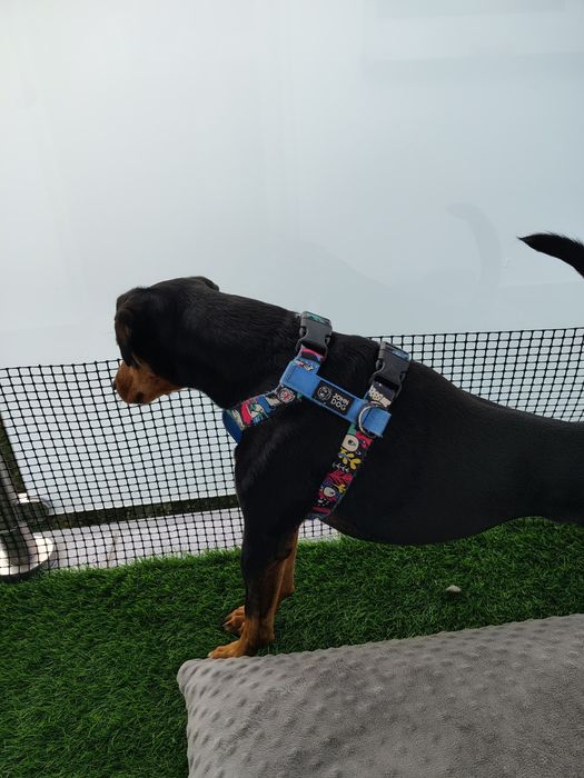 Szelki guard John Dog Barcelona New niebieski - S
