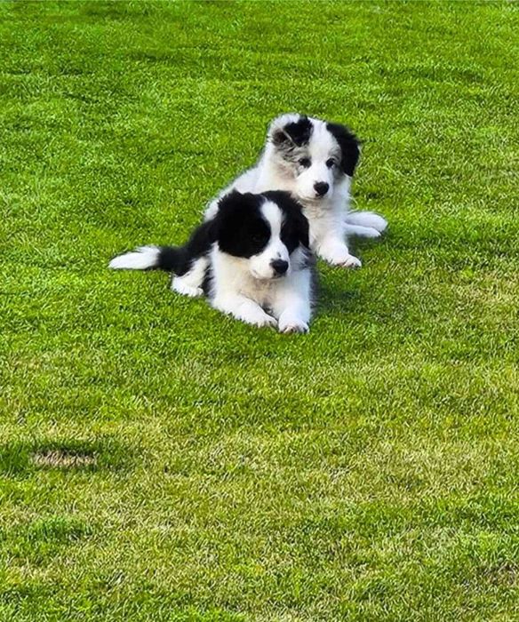 Border Collie ZKwP FCI