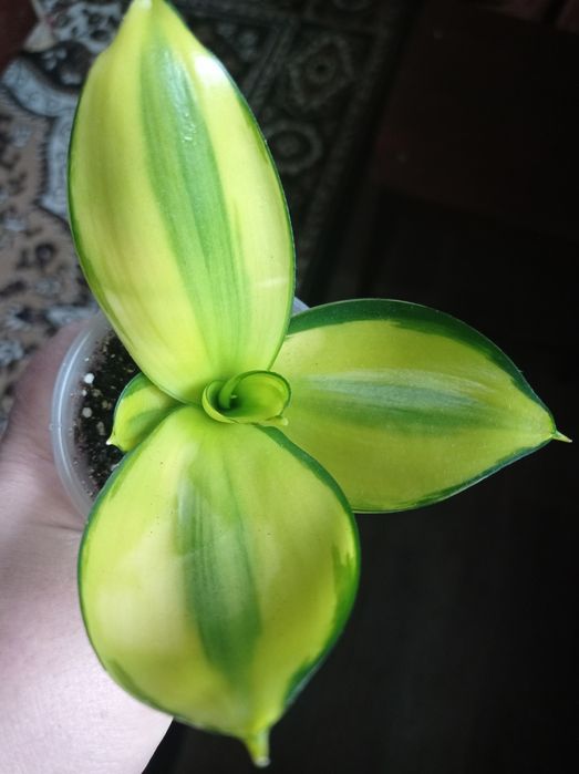 Сансевиерия Грин мулд Пагода Фрозен Лупс прайд Сиа стар Венди Стилиш ф