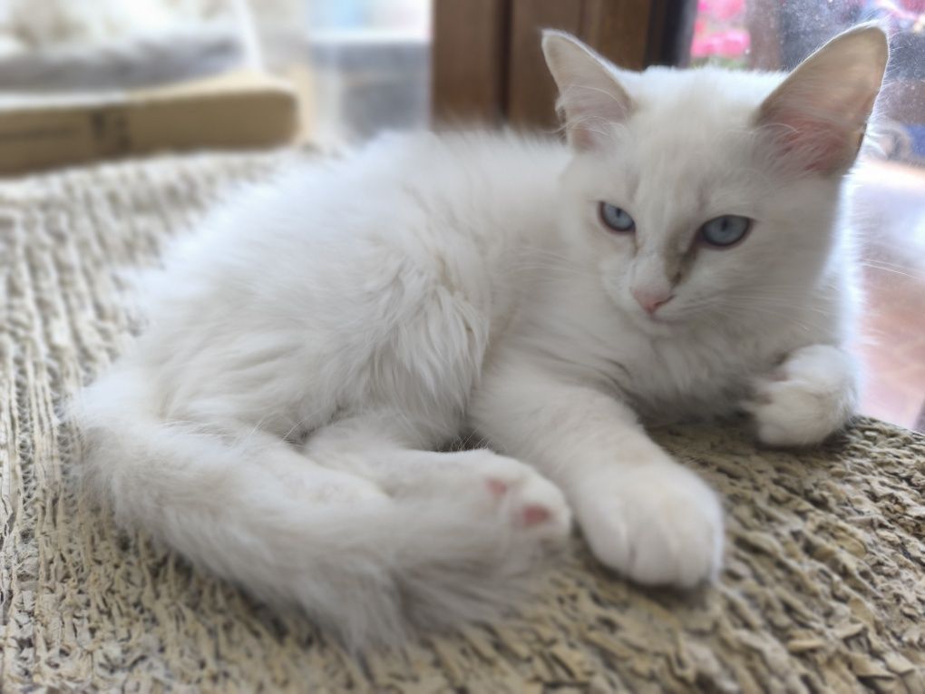 CUDOWNA kotka Ragdoll blue bicolour tabby po Supreme Champion