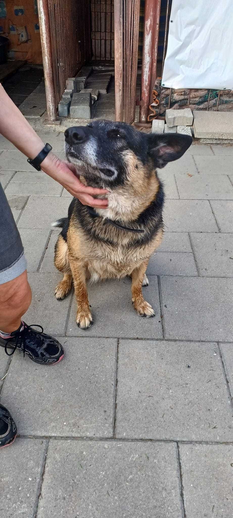Luna , która straciła dom, wypatruje nowych ludzi do kochania