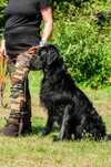 Zapowiedz miotu Flat Coated Retriever
