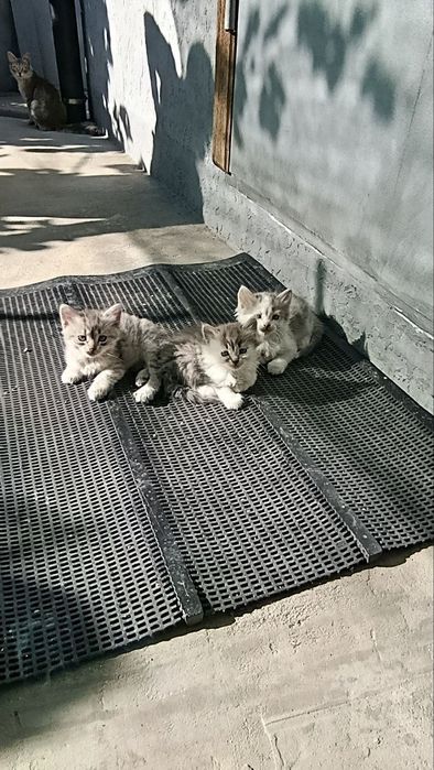 Кошенята шотландські метиси в добрі руки
