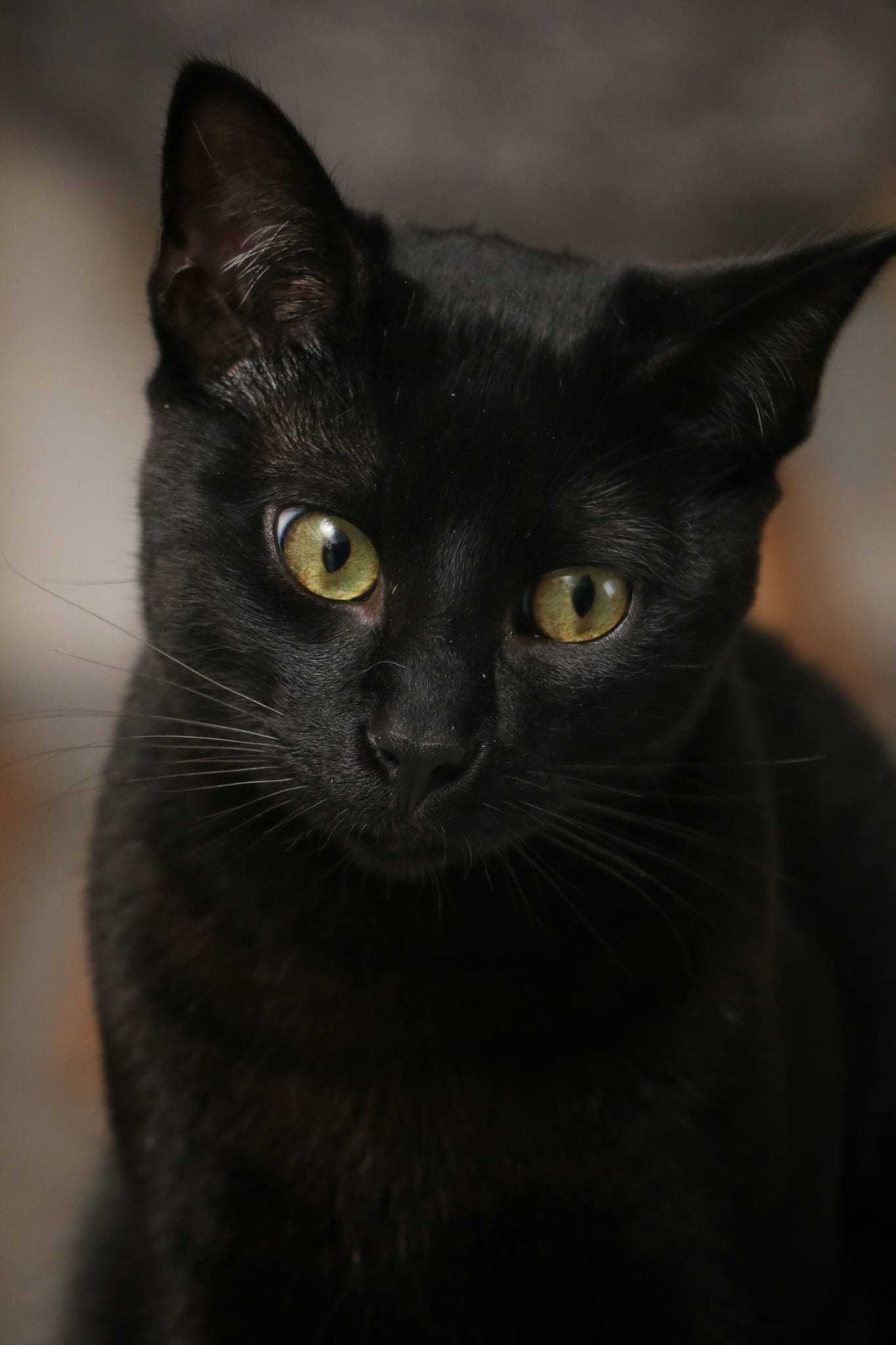 CASTRADO | Gato juvenil, com vacinas em dia, disponível para ADOÇÃO
