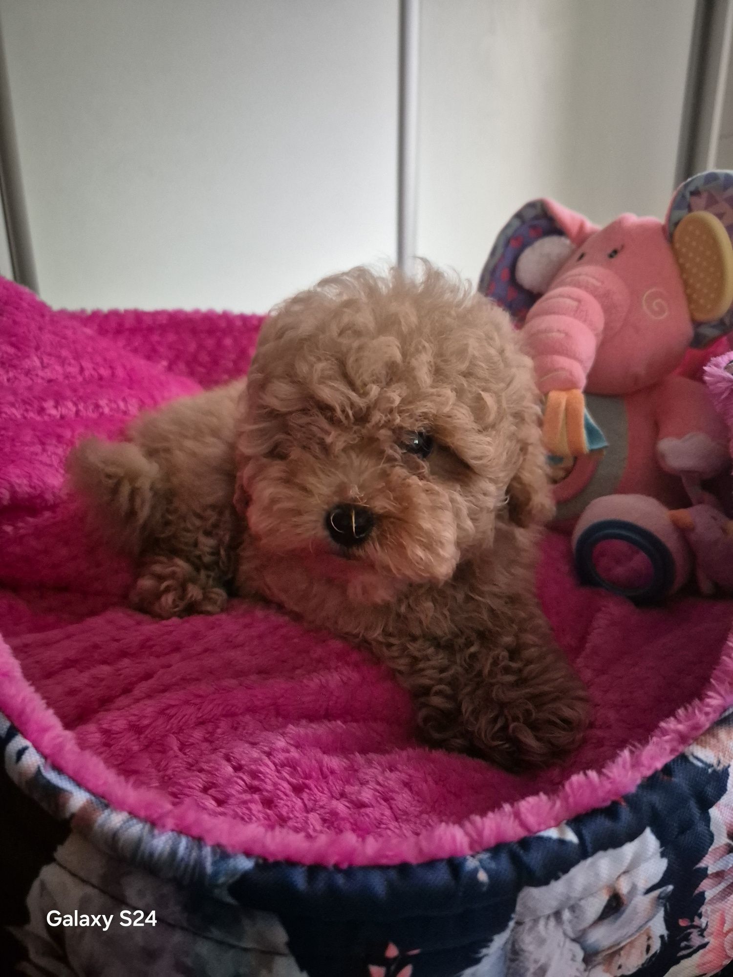 Pudel toy piesek