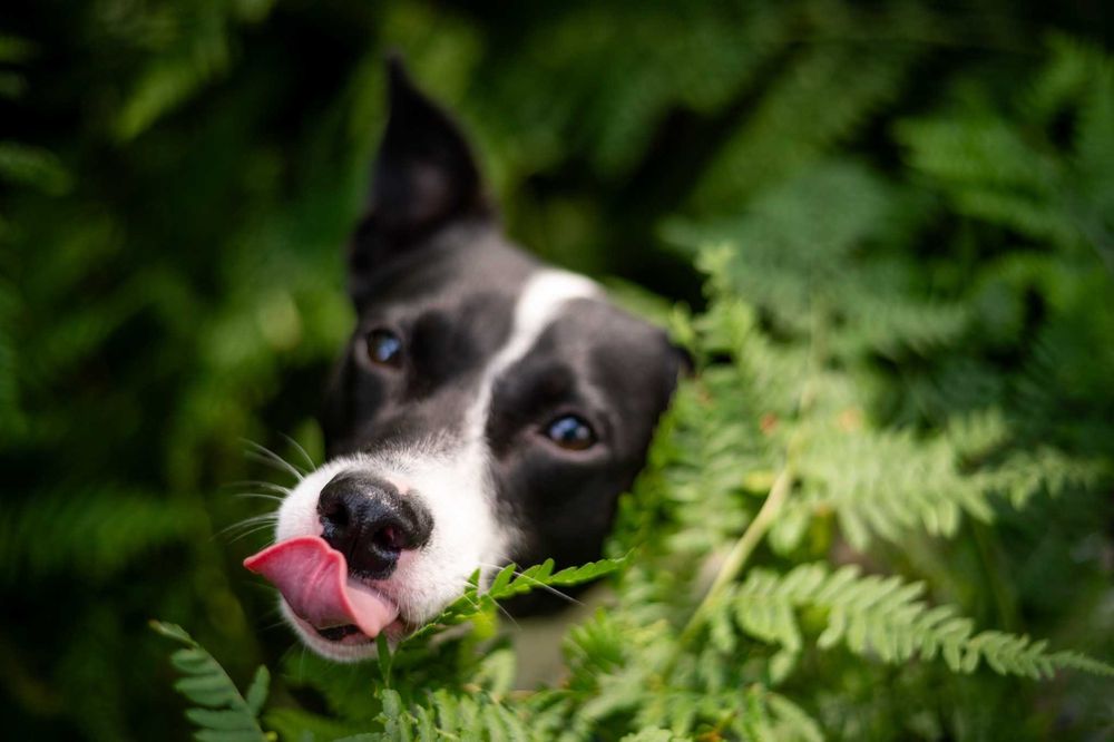 Modi – wyjątkowy pies z sercem większym niż jego ciapki