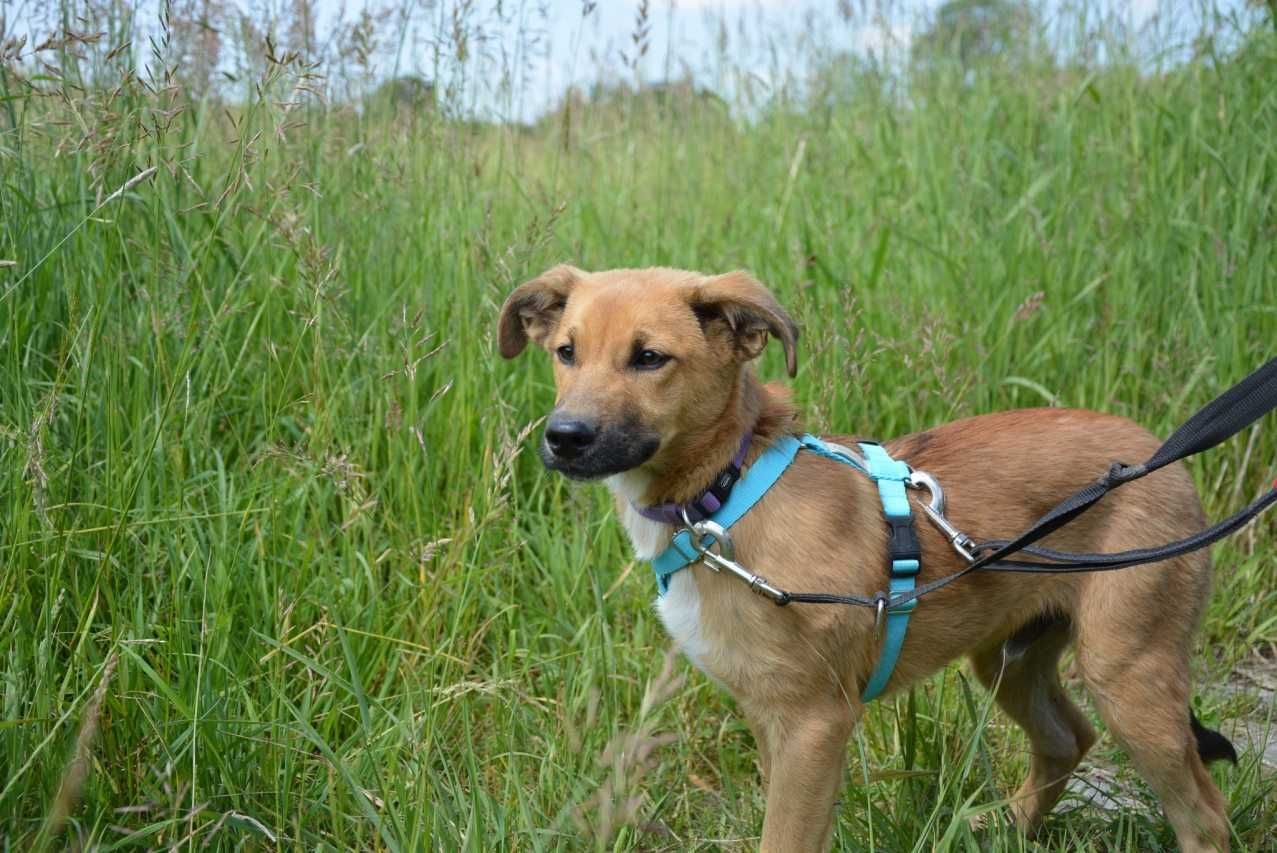 Pascal - radosny podrostek, musi się dużo nauczyć - do adopcji