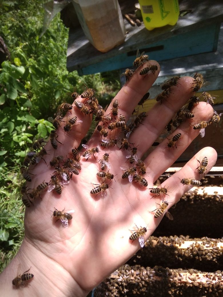 Бджоломатки. матки пчелиные. Плідні.