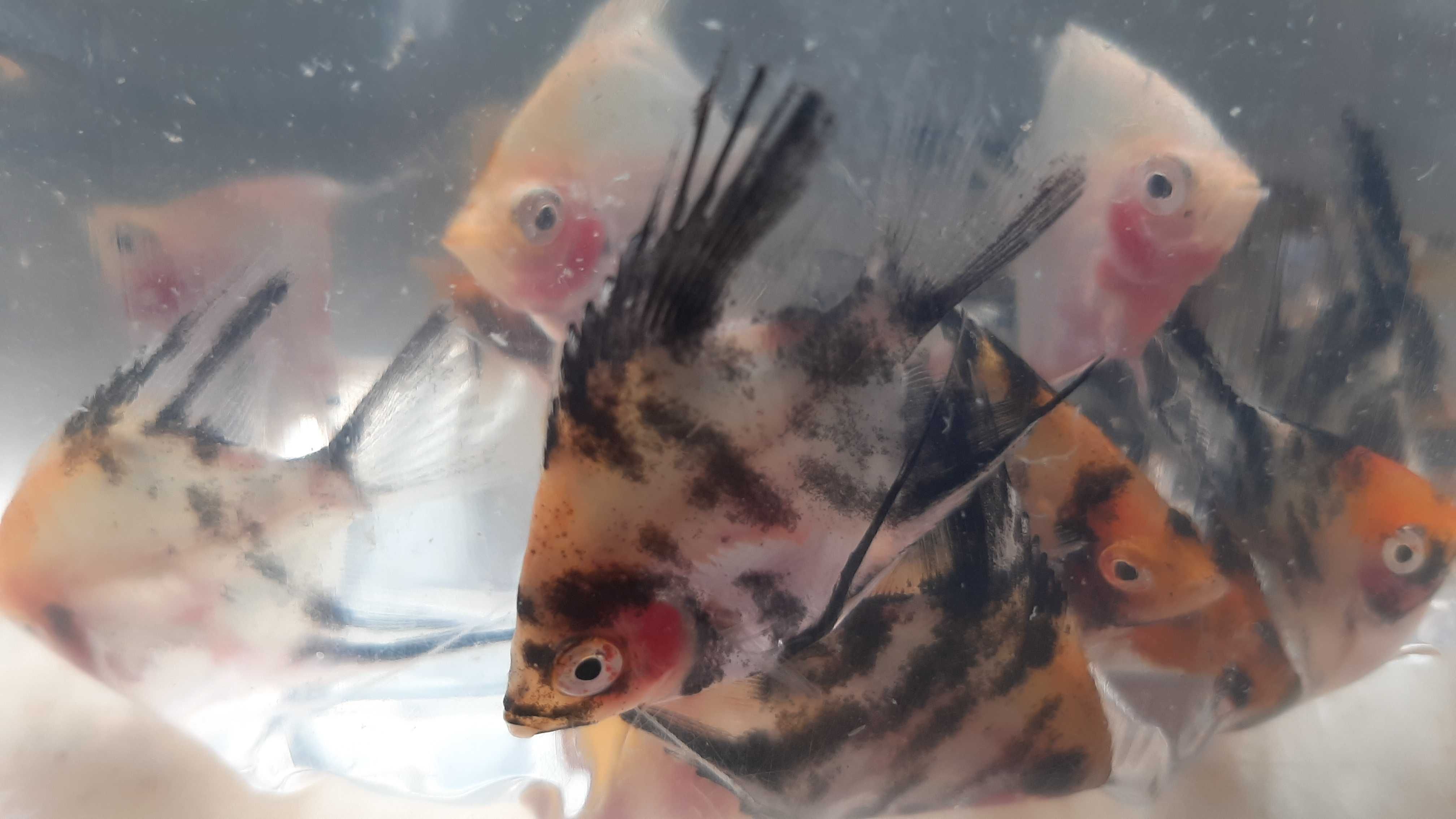 skalary red devil