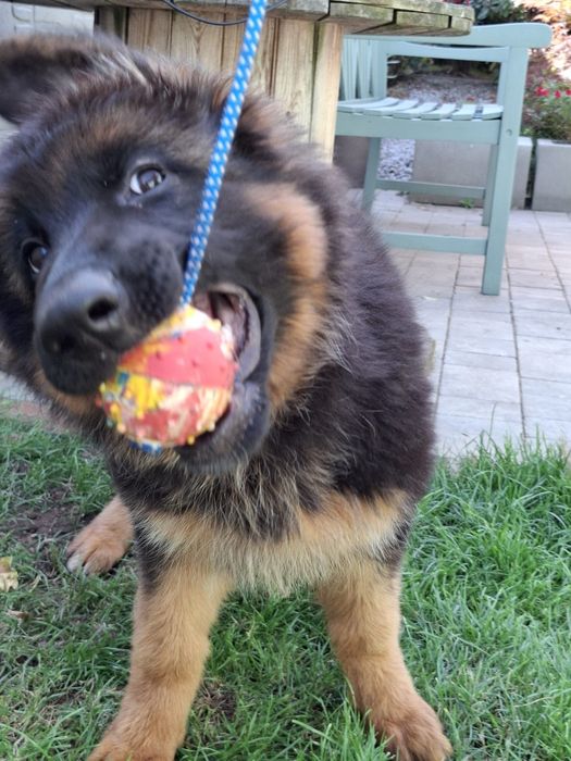 Piłka Gappay 6cm na sznurku 50cm