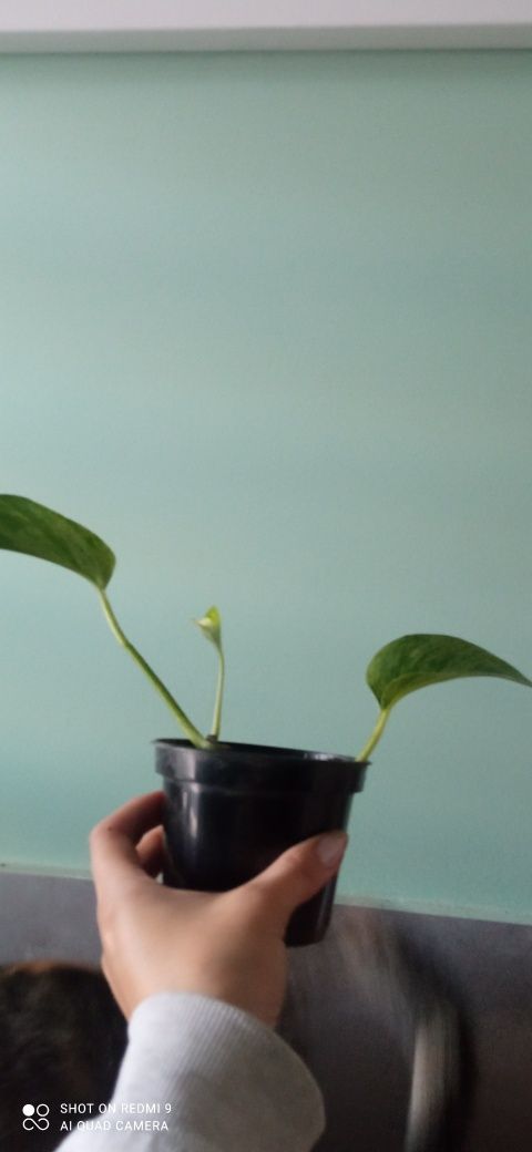 Epipremnum Marble Queen