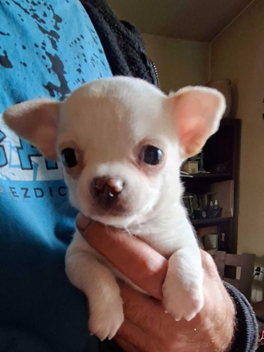 Chihuahua rodowodowe ZKWP FCI szczenię