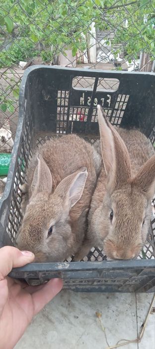 Продам  кроликів