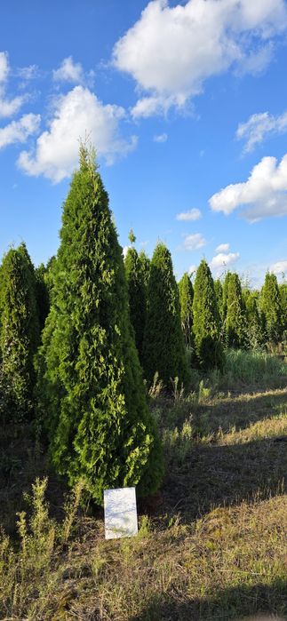 Thuja Szmaragd Brabant 2m,3m,4m,5m Wysokości  od ręki  profesjonalnie
