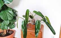 philodendron patriciae - roślina kolekcjonerska