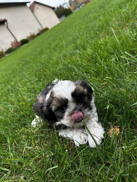 Piekne Shih Tzu.