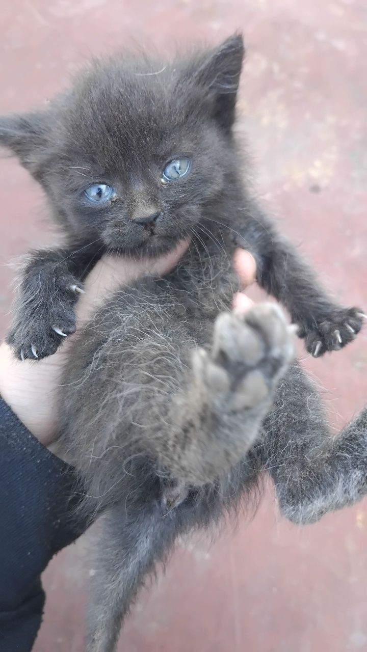 Кошенята безкоштовно