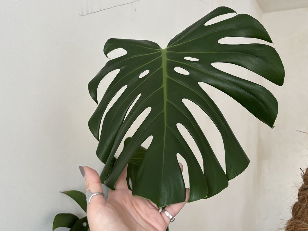 Duża monstera, nowe przyrosty