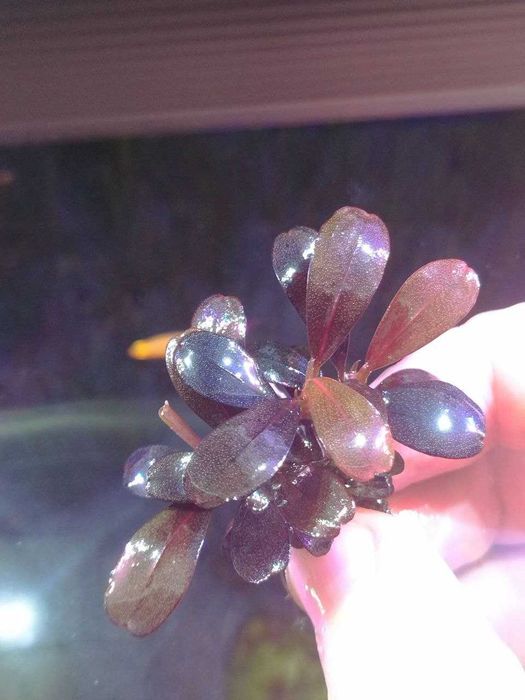 Буцефаландра Brownie purple