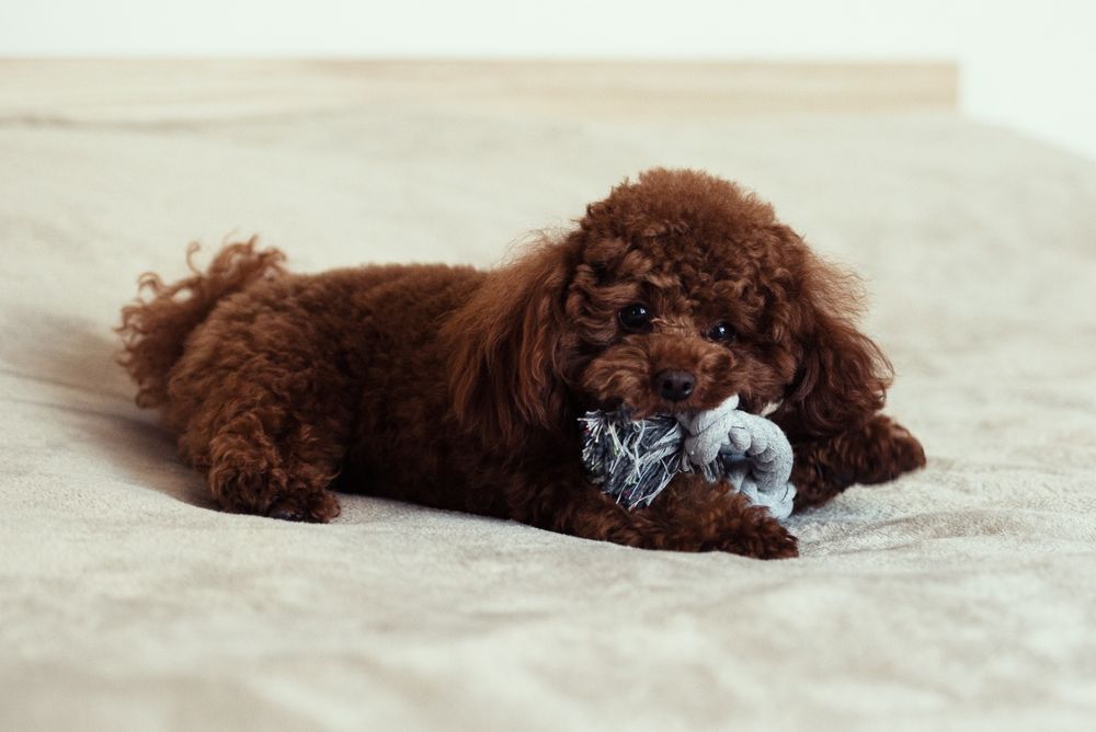 В'язка Той Пудель Китай(poodle teacup)