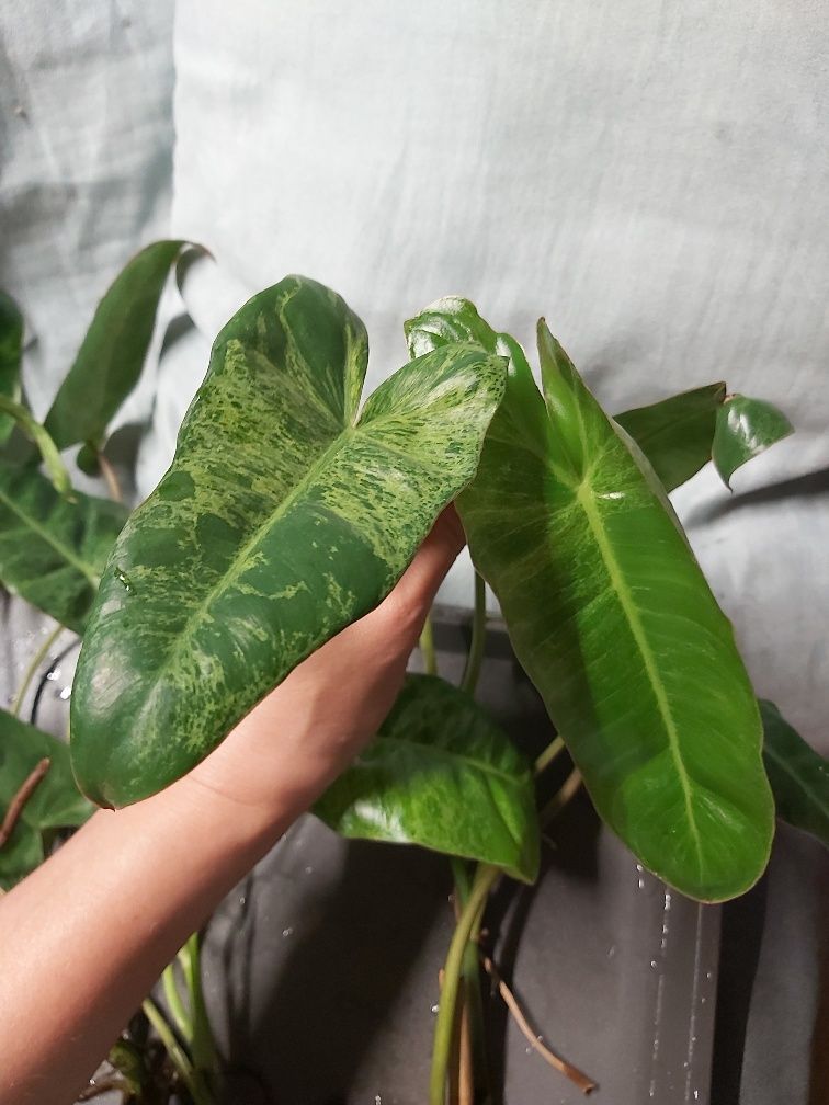 Zestaw sadzonek Philodendron Paraiso Verde