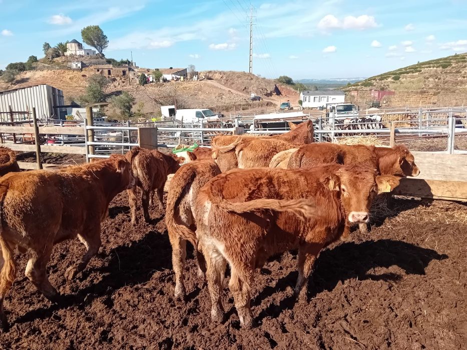 Vendo lote de 14 vitelos