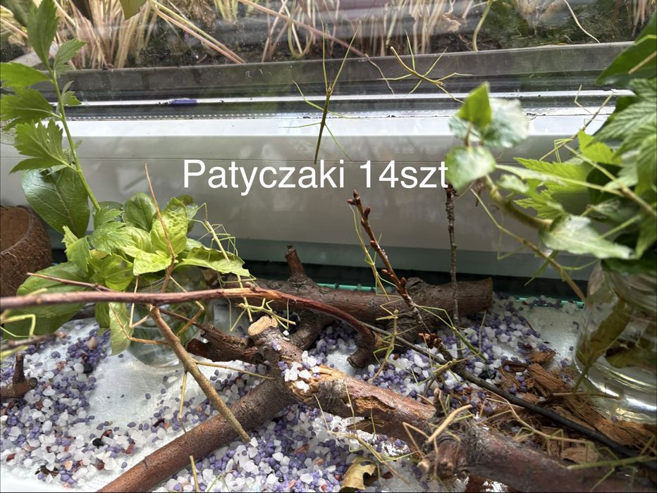 Młode patyczaki ostatnie  14szt  szukaja domu