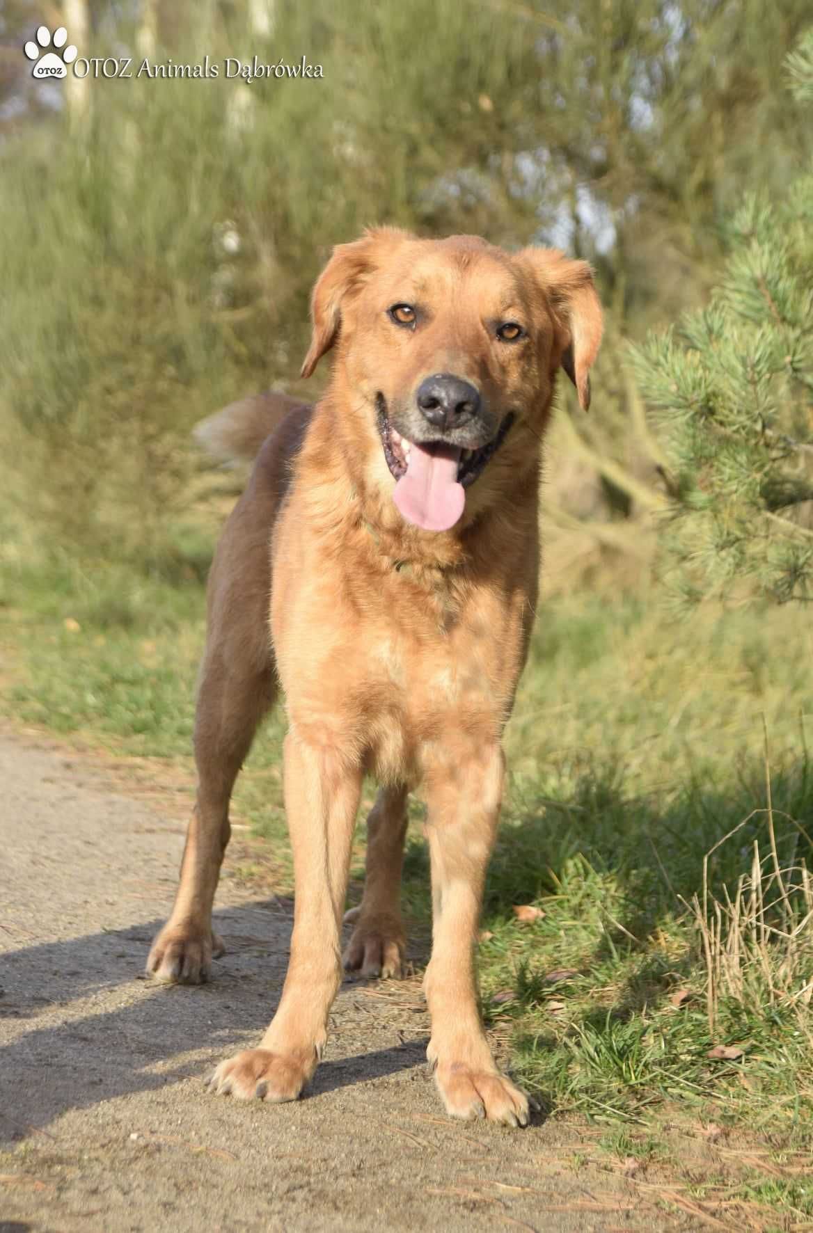 Wesoły Dżoker czeka na nowy dom - OTOZ Animals Schronisko w Dąbrówce