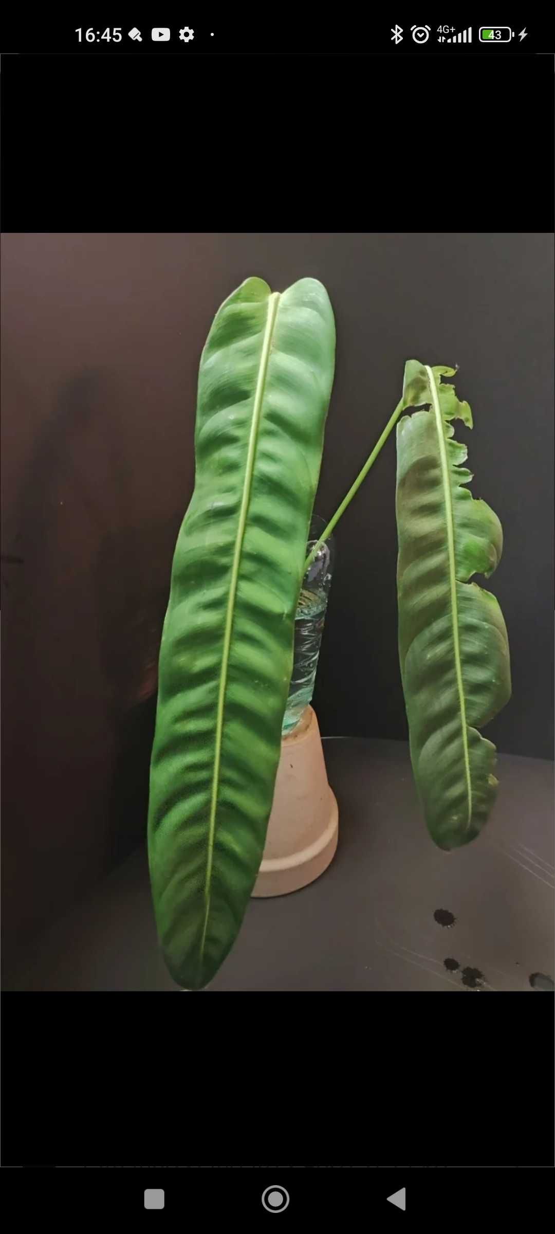 Philodendron Patriciae