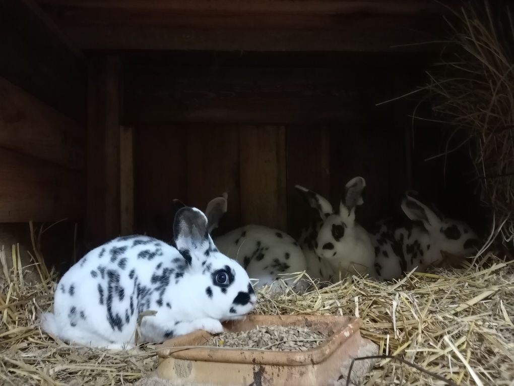 Sprzedam króliki różnych ras, Hodowla 712P